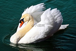 天鵝,水禽,動(dòng)物