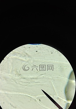顯微鏡,細胞,檢查