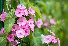 鮮花,粉紅色,floksy