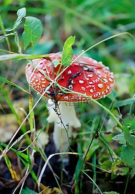 蘑菇,鵝膏菌,森林