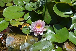 睡蓮,花,水生