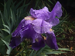 鮮花,花園,雨