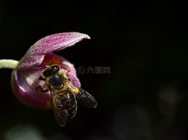 ?？?蜜蜂,關(guān)閉