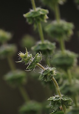 薊,植物,綠色