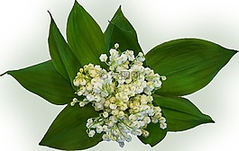 鈴蘭,花,花束