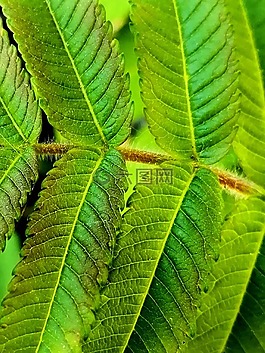 葉,綠色,植物