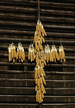 交叉,玉米,農(nóng)場(chǎng)