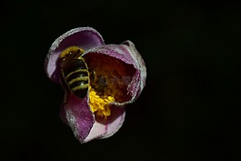 ?？?蜜蜂,關(guān)閉