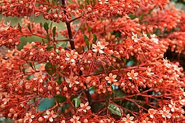 塔花,橙色,花卉