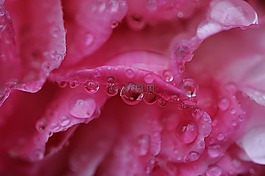 牡丹,雨,滴