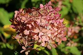 八仙花,秋季,粉紅色