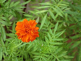 花,万寿菊花,万寿菊