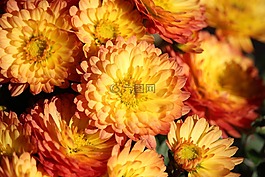 阿斯特,橘黃色,開花