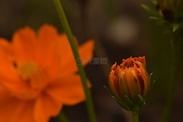 花,橙色,花園