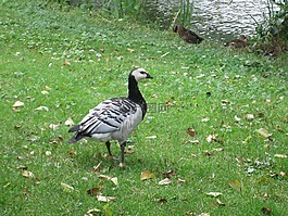 branta leucopsis,藤壺鵝,鳥