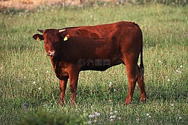 牛肉,牛,動物