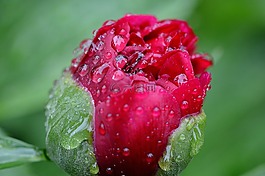 牡丹,雨,滴