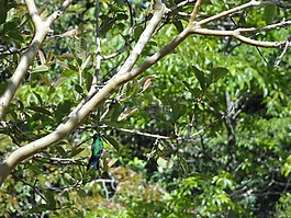 蜂鳥,森林,野生動物