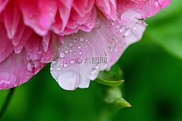 牡丹,雨,滴