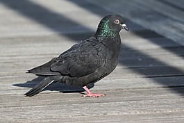 鴿子,和諧,鳥