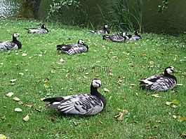 branta leucopsis,鸟,动物