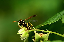 黃蜂,復(fù)盆子的花朵,關(guān)閉