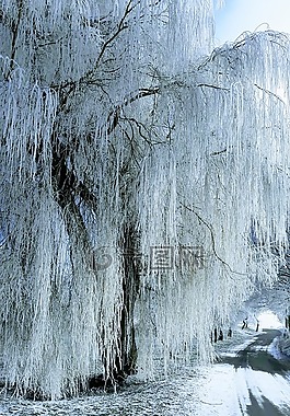 冬天,樹(shù),霜