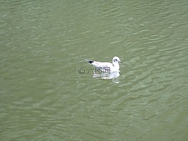 黑嘴鷗 ridibundus,嘴鷗,年輕的動物