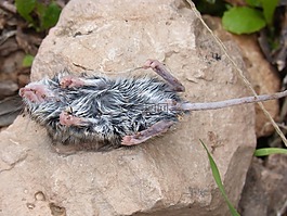 鼠標,死老鼠,淹死的