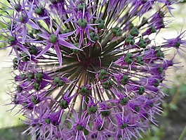 紫,花,性質(zhì)
