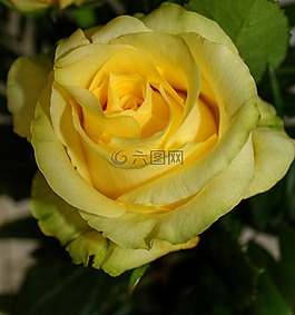玫瑰,性質(zhì),鮮花