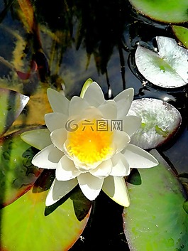 水百合,水,鮮花