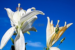百合,花,開花