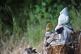 羅賓,鳥,鳴鳥