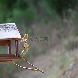 羅賓,鳥(niǎo),鳴鳥(niǎo)