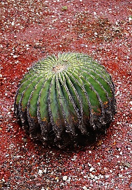 仙人掌,性質(zhì),植物