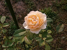 玫瑰,奶油色,玫瑰花園
