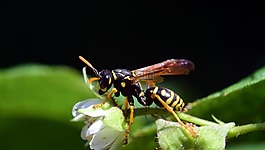 黃蜂,復(fù)盆子的花朵,關(guān)閉