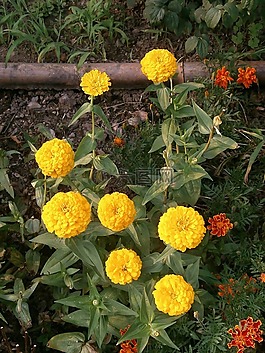 百日草,黃色的花朵,花床