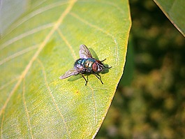bluebottle,飞,昆虫