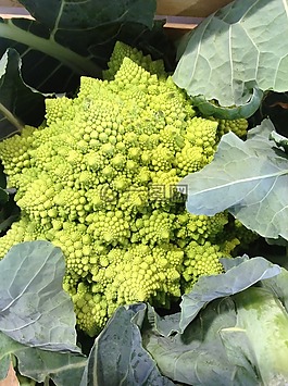 卷心菜,蔬菜,綠色