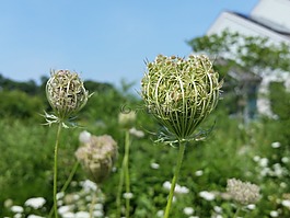鲜花,植物,原野