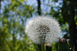 蒲公英,褪色,花