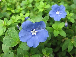 鮮花,開(kāi)花,植物區(qū)系