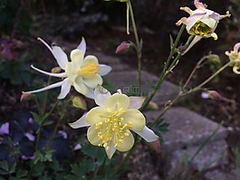 鮮花,黃色,花園