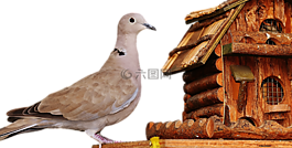 鴿子,鳥(niǎo),食品