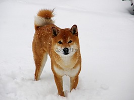 芝,雪,冬天