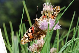 蝴蝶,地点,吸