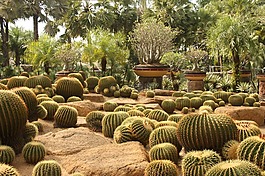 仙人掌,公園,熱