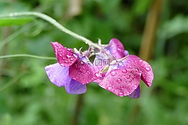 山黧豆,花卉,植物